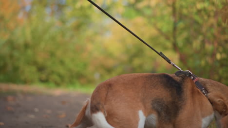 back view of person in soft jacket walking along autumn park path while holding leash tightly as dog resists and pulls back, leafy trail surrounded by trees in golden seasonal colors