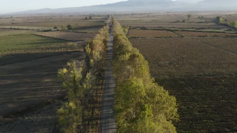 Car-Driving-On-Country-Road-Between-Trees-And-Fields-At-Daytime---aerial-drone-shot