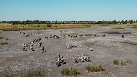 aerial fly over view of a large herd lechwe antelope, springbok and zebras, herd of cape buffalo grazing and running in the okavango delta, botswana, africa