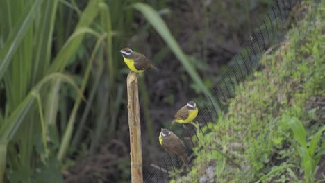 tres pájaros amarillos coronados de blanco en un palo y una valla gorrión lento de colombia