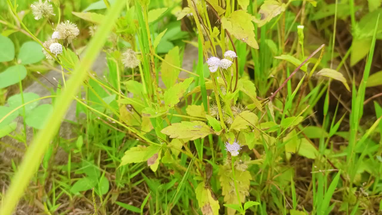 primer plano de las plantas silvestres en el bosque