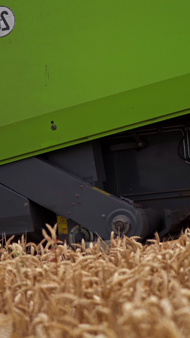 Big combine harvesting golden wheat. Agricultural cereal farming fields. Vertical video
