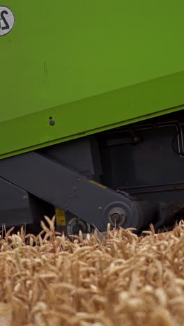 big combine harvesting golden wheat. agricultural cereal farming fields. vertical video