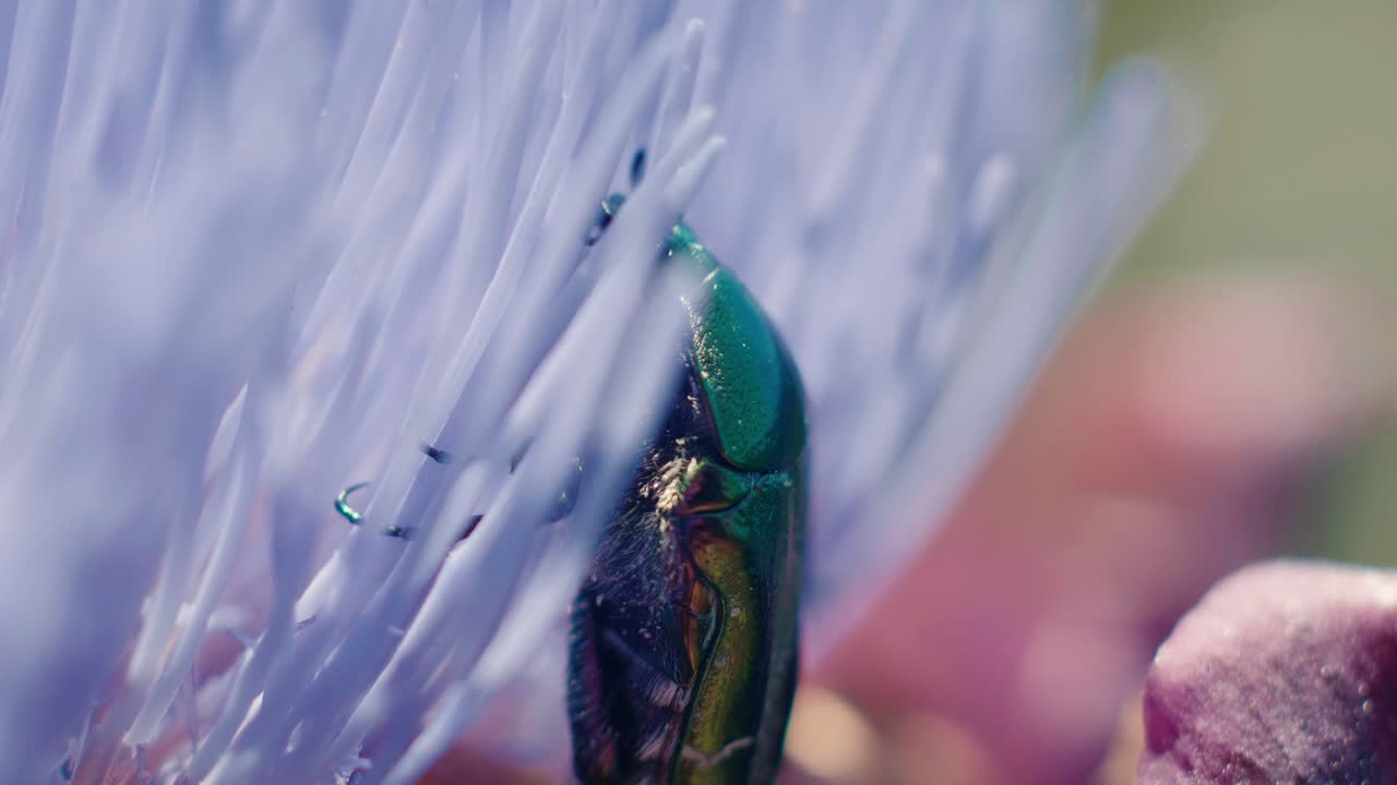 Uno scarabeo verde metallico si insinua in profondità nei petali viola vibranti di un carciofo in fiore, esplorando la struttura della pianta. Primo piano macro estremo.