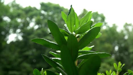 Water-droplets-falling-on-green-leaves