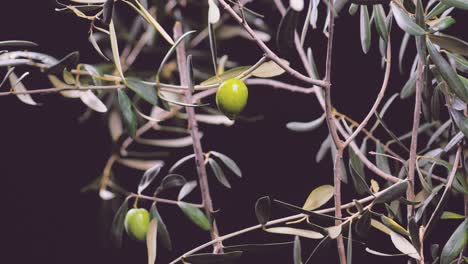 huile d'olive qui tombe de l'olivier