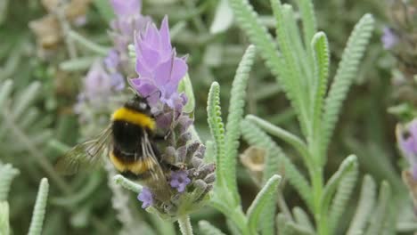 Macro-Of-A-Large-Honeybee-Climbing-And-Feeding-On-A-Lavender-Plant