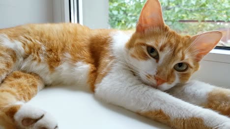 morning sunlight on the slumbering red cat. cute funny red-white cat on the windowsill, close up, dynamic scene, 4k video.