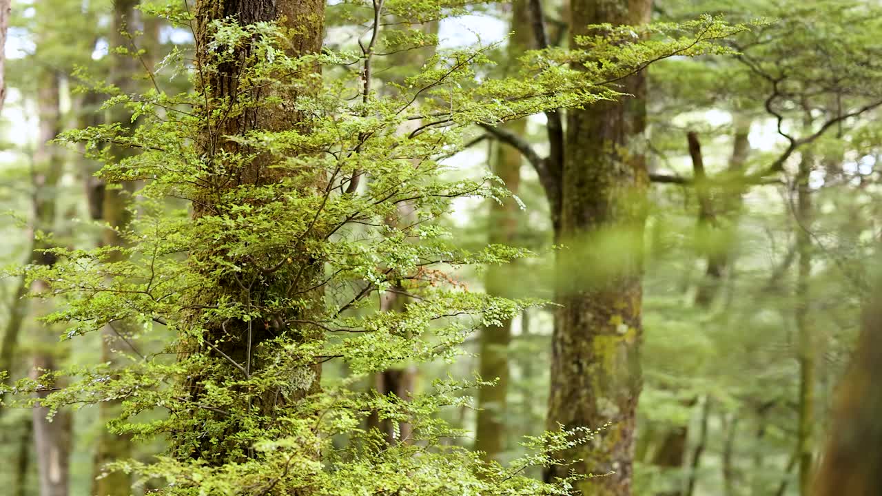 Lush green forest with tall trees, captured in natural daylight. Calm and peaceful atmosphere with subtle camera movement