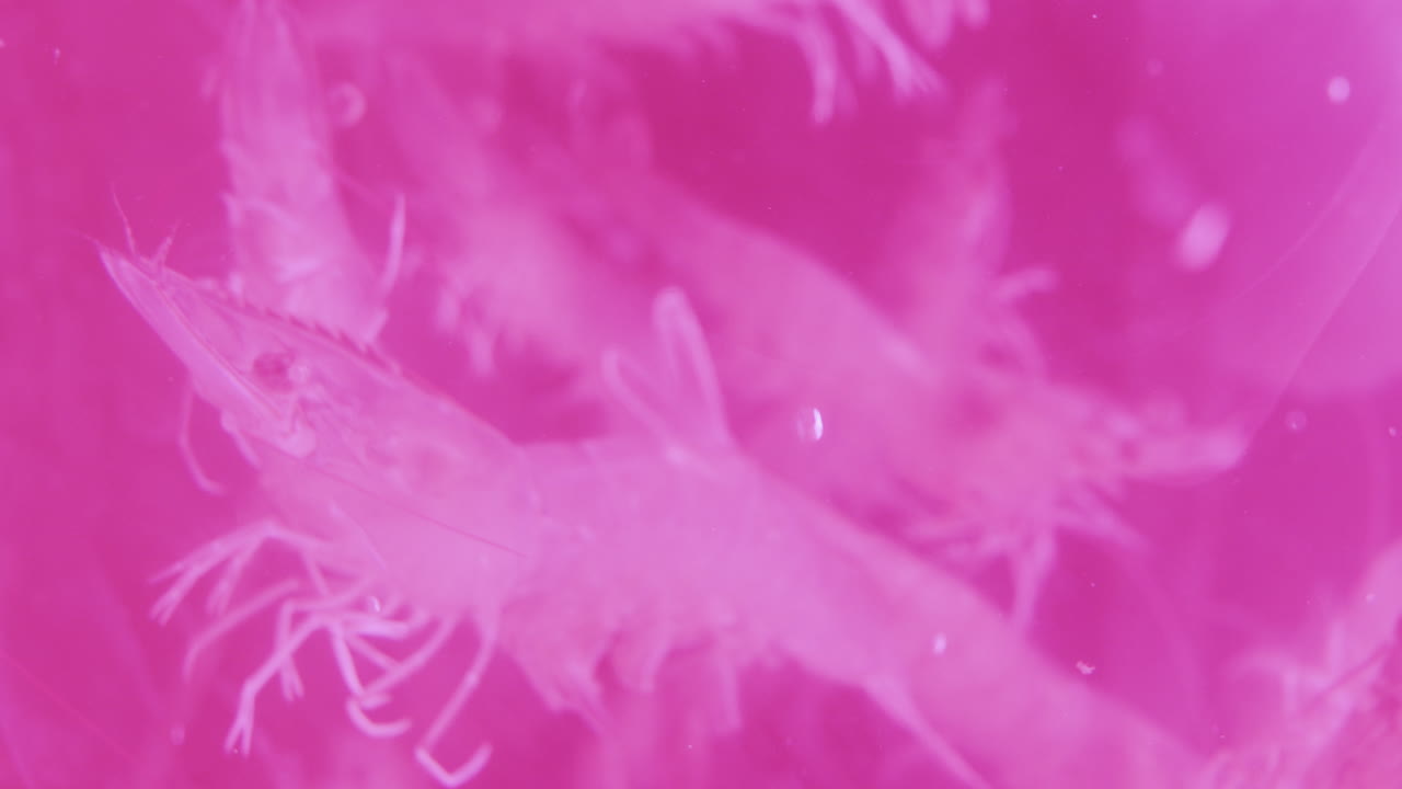 Pink background with swimming prawns in an aquarium