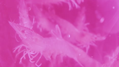 pink background with swimming prawns in an aquarium