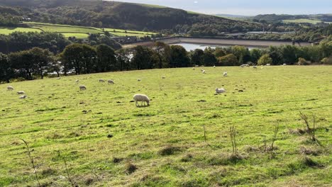 escena de la campiña inglesa con tierras de cultivo, campos, pastos, ovejas pastando, paredes de piedra seca y lago