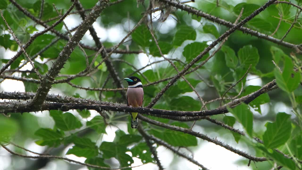 mirando hacia la derecha y mirando a su alrededor mientras la cámara se aleja, black-and-yellow broadbill eurylaimus ochromalus, tailandia