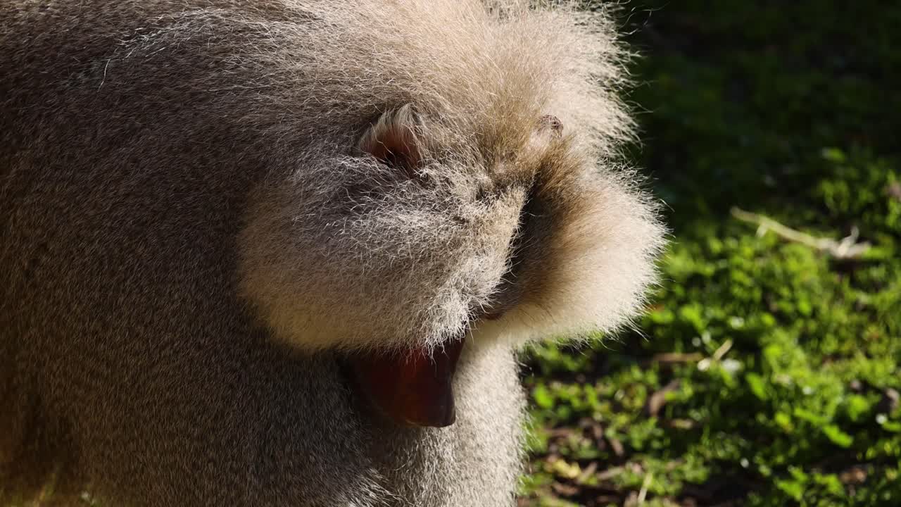 babuino comiendo comida en una zona de hierba