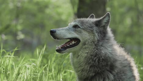a majestic gray wolf sits in a lush green forest, mouth open mid-pant, surrounded by tall grass and dappled sunlight