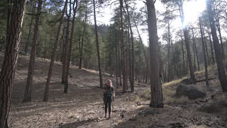 Solo-female-backpacker-walks-through-sunlit-pine-forest-in-afternoon,-4K