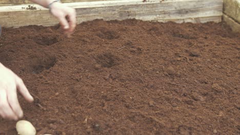 planting seed potatoes in nutrient rich compost soil raised garden bed