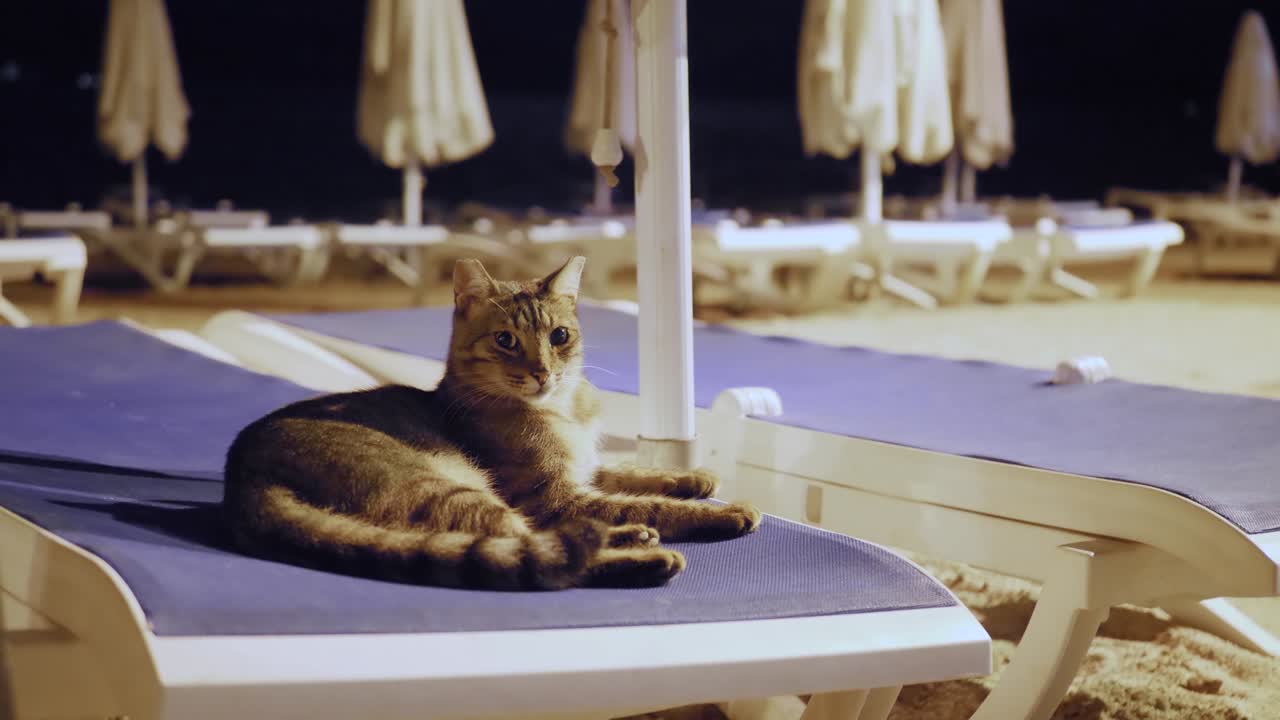 el gato se acuesta en una silla de sol