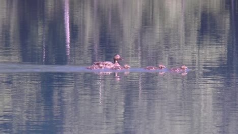 Female-duck-swims-with-four-young-ducklings