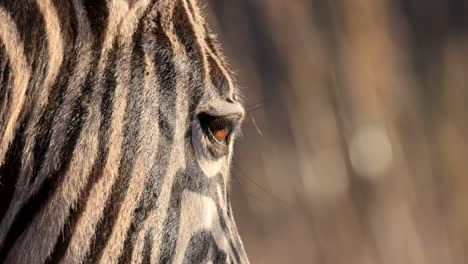 Wunderschönes-Zebraauge-Und--gesicht-In-Goldenem-Licht,-Extreme-Nahaufnahme-Makrodetails