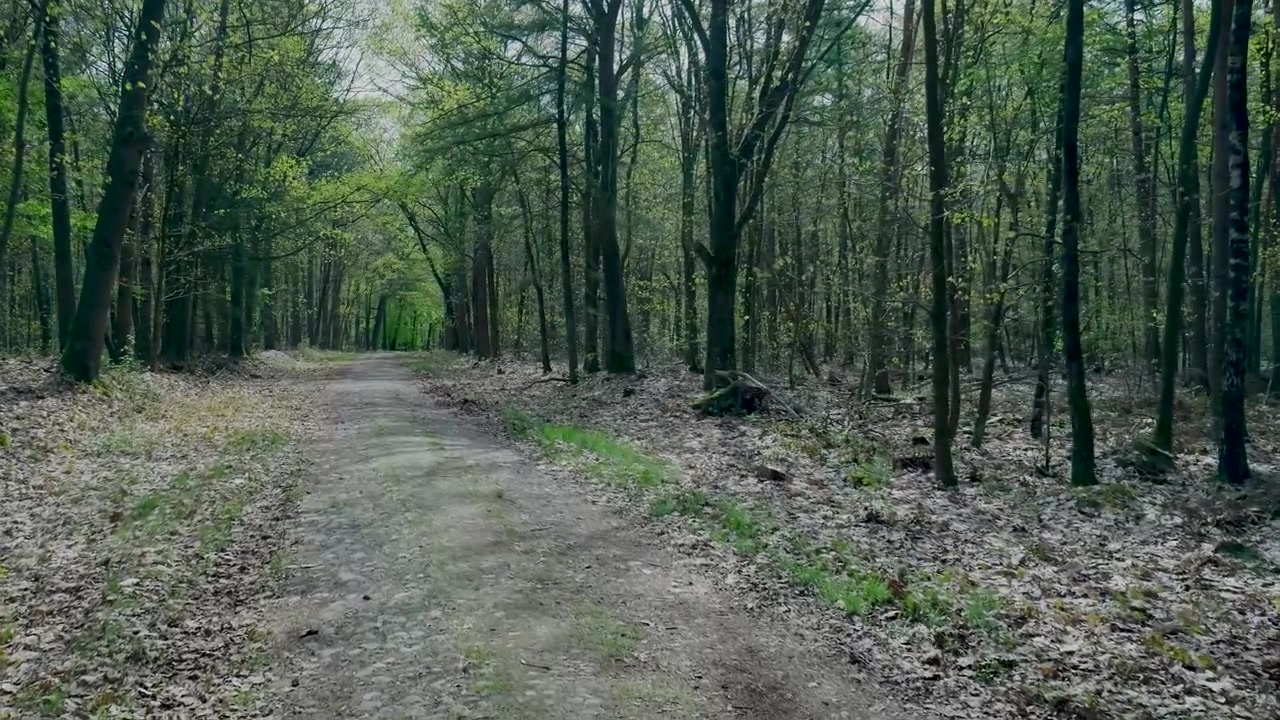 Dirt Path Winding Through a Lush Green Forest