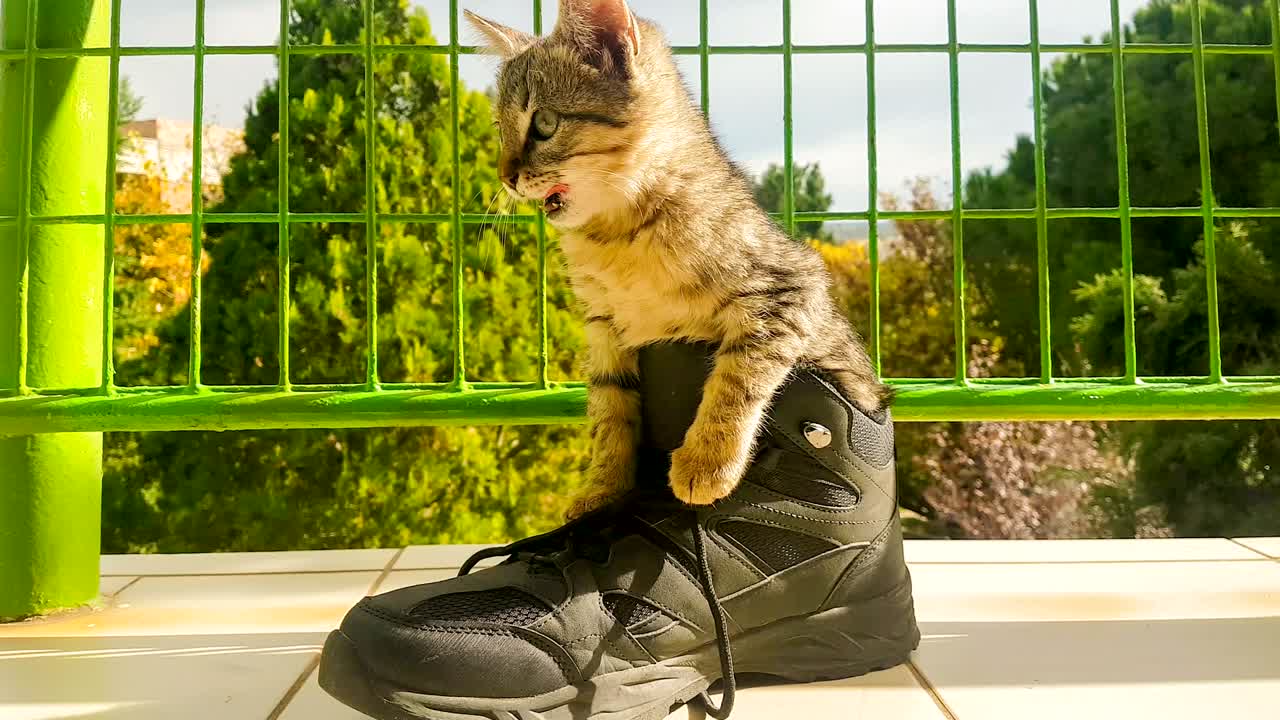 un gatito gracioso dentro del zapato.