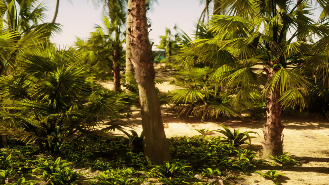 A sandy path surrounded by palm trees on a sunny day