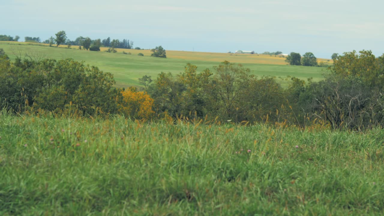 A wide shot of a serene green pasture with tall grasses and scattered trees under a clear sky, showcasing a peaceful rural landscape with rolling hills in the distance.