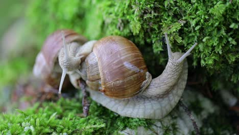 helix pomatia also roman snail, burgundy snail