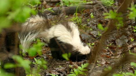 Mofeta-Animal-Salvaje-Está-Cavando-En-La-Tierra-En-El-Bosque