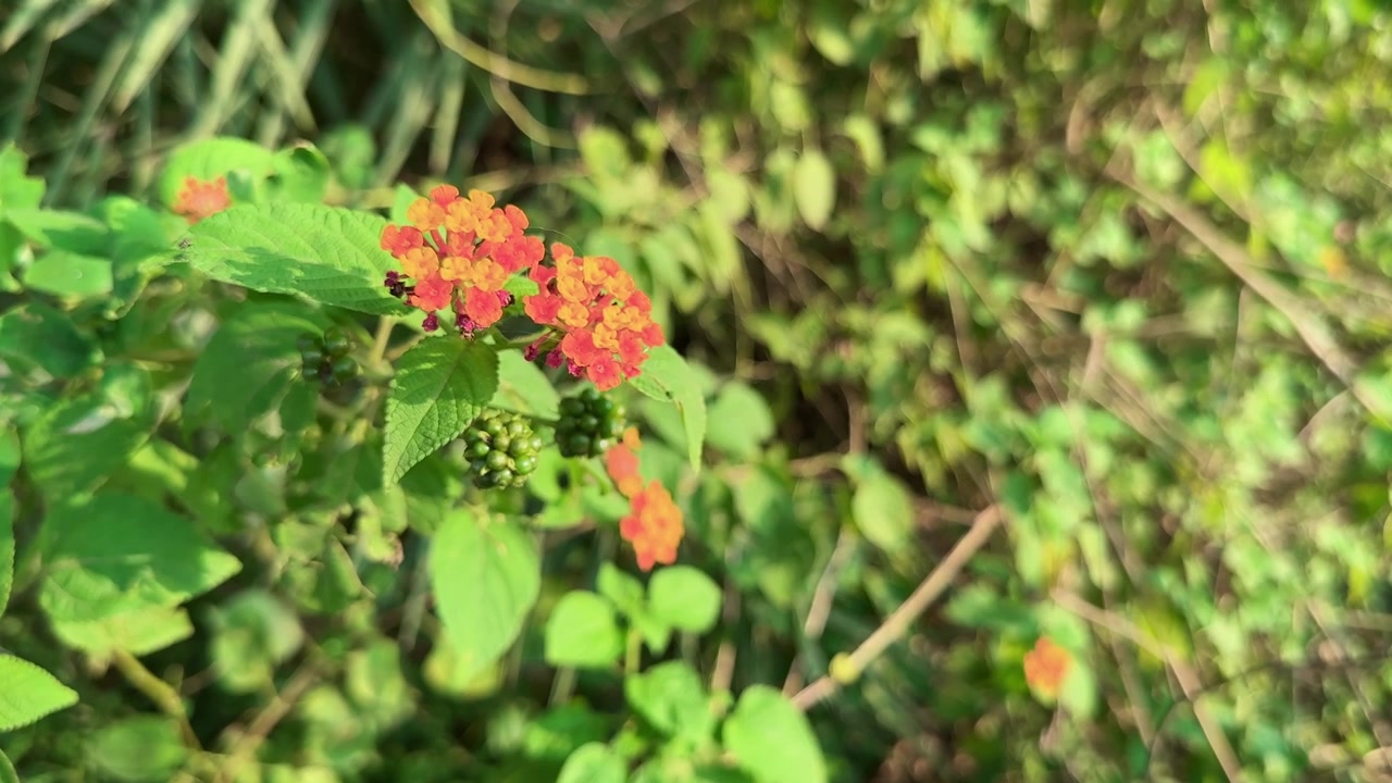Primo piano di un fiore di lantana arancione, i grappoli di fiori aromatici della Lantana (chiamati ombrelle) sono un misto di fiorellini rossi, arancioni, gialli o blu e bianchi, alcune delle sue specie sono invasive e sono erbe infestanti nocive
