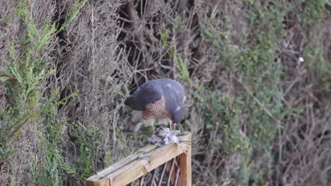 A-sparrow-hawk-sitting-on-a-fence-with-it's-prey