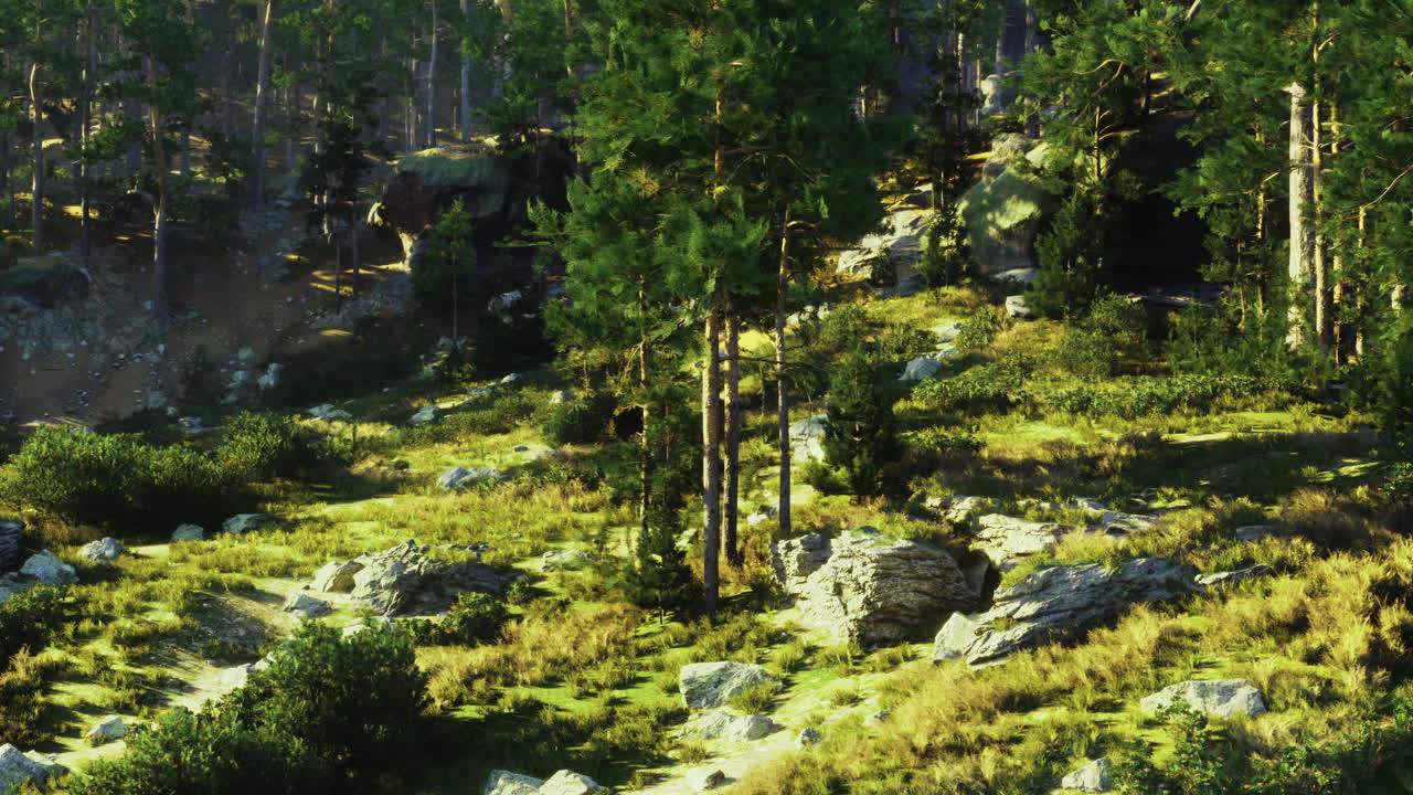 Lush forest landscape showcasing trees and rocks during bright daylight hours