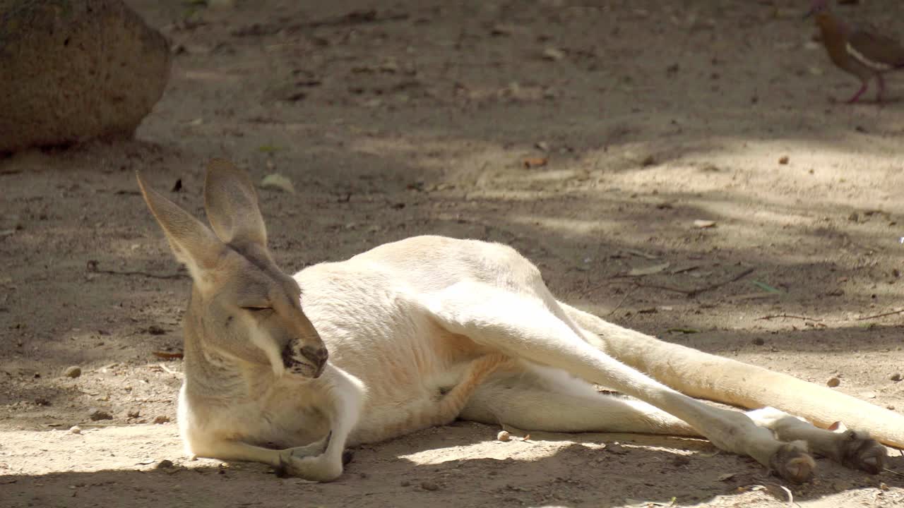canguro rojo descansa pacíficamente tomando el sol