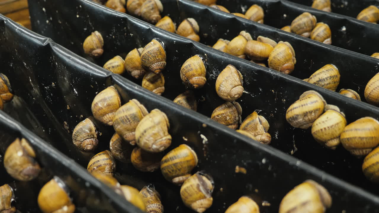 Shelves with garden snails 1
