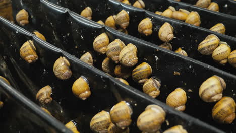 Shelves-with-garden-snails-1