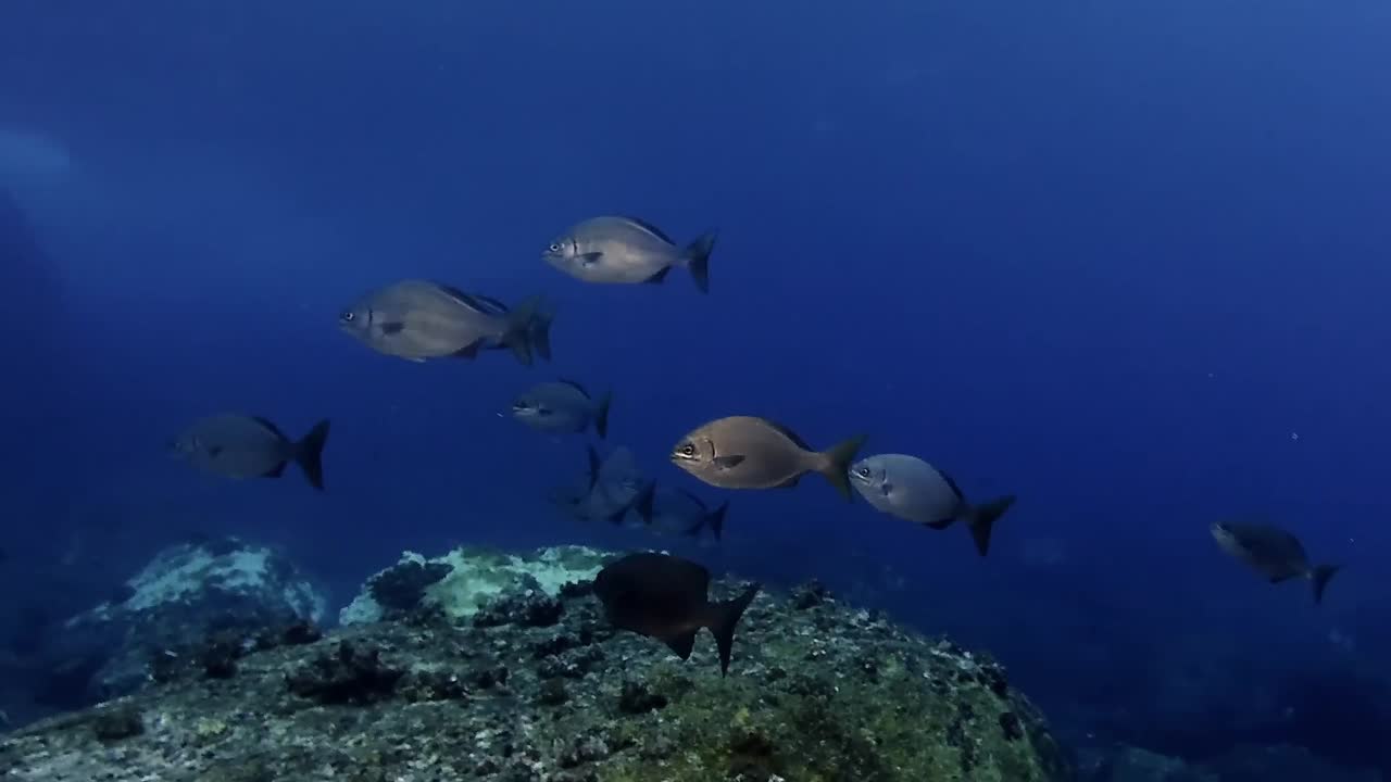 Underwater footage of carpe fish swimming near the rocky seafloor in the deep blue waters of Mauritius. Ideal for marine life, biodiversity, and ocean exploration themes.