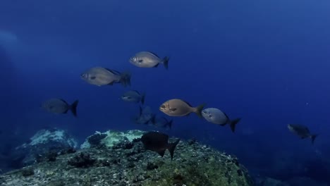 underwater footage of carpe fish swimming near the rocky seafloor in the deep blue waters of mauritius. ideal for marine life, biodiversity, and ocean exploration themes.