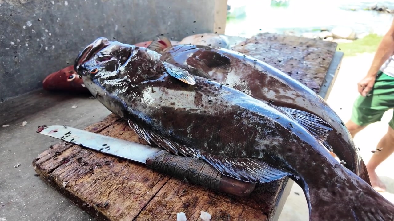 Mosche in slow motion intorno a un pesce cernia appena pescato su un tavolo del mercato locale