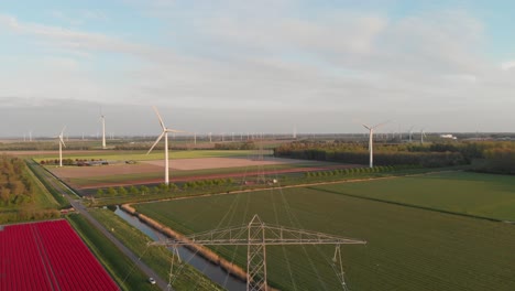 red tulip field with view of wind turbines and electricity pylons and cables in flevoland, netherlands