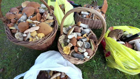 cestas y bolsas llenas de una variedad de setas silvestres recién cosechadas