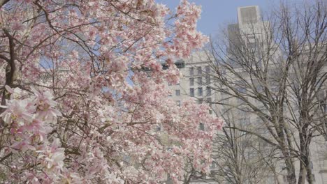 Cerezos-En-Flor-En-Plena-Floración-Con-El-Telón-De-Fondo-De-Un-Paisaje-Urbano,-Combinando-La-Naturaleza-Y-La-Belleza-Urbana-En-Una-Impresionante-Exhibición-De-Primavera.