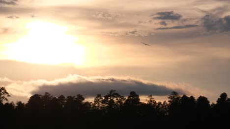 an osprey crosses in front of the screen flying by the sun