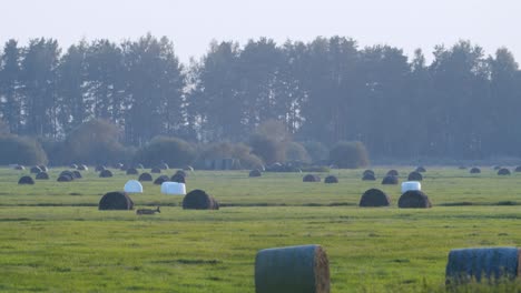 Roe-deer-in-dawn-dusk-evening-autumn-light-between-hay-rolls-eating-playing