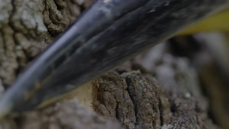 close-up of a bird's beak on tree bark