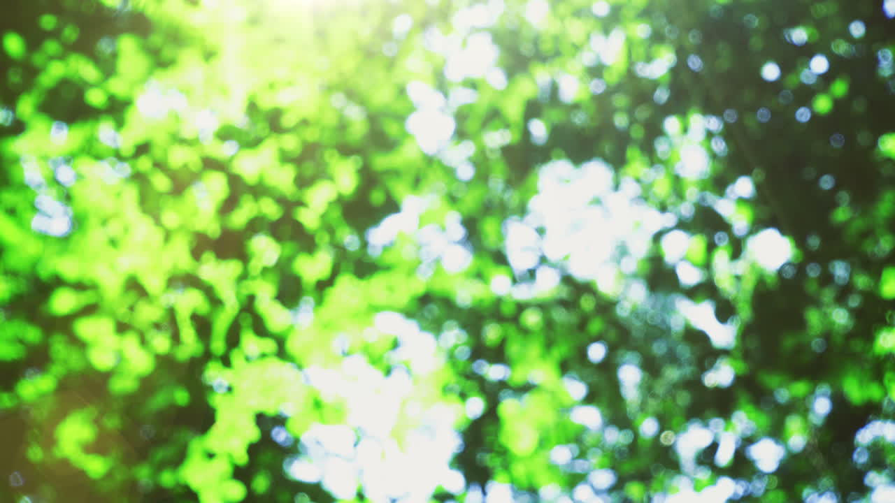 Beams of the sun through leaves of trees. Out of focus