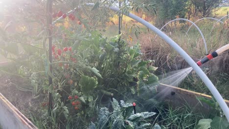 hand-held hose watering tomatoes, zucchini and kale in a raised garden bed at summer sunset. concept of urban gardening, sustainability and homegrown food care