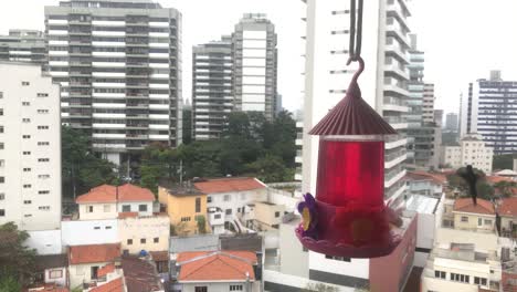 Swallow-tailed-hummingbird-flying-over-city-background