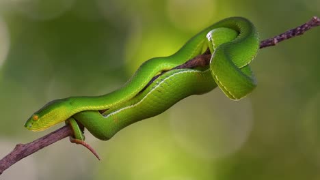la víbora de labios blancos es una víbora venenosa endémica del sudeste asiático y a menudo se encuentra durante la noche esperando en una rama o rama de un árbol cerca de un cuerpo de agua con muchos alimentos