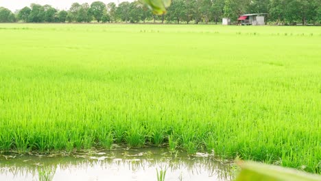 Las-Hermosas-Plantas-De-Arroz-En-Un-Hermoso-Campo-De-Arroz-En-Granjas-Orgánicas-Al-Atardecer